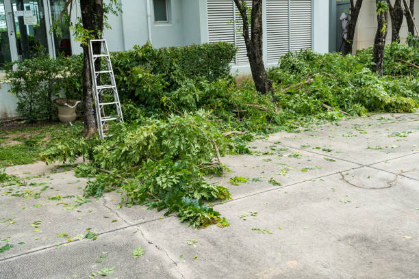 Best Leaf Removal  in Lewiston, CA